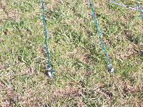 Mega Tree Stakes