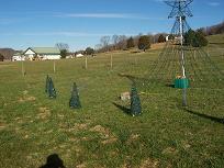 Mini Trees